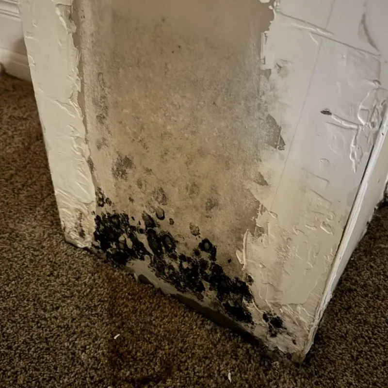 Professional Mold Removal in Vivian, LA